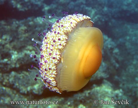 Cotylorhiza tuberculata Pictures, Animal Images, Nature Wildlife Photos | NaturePhoto