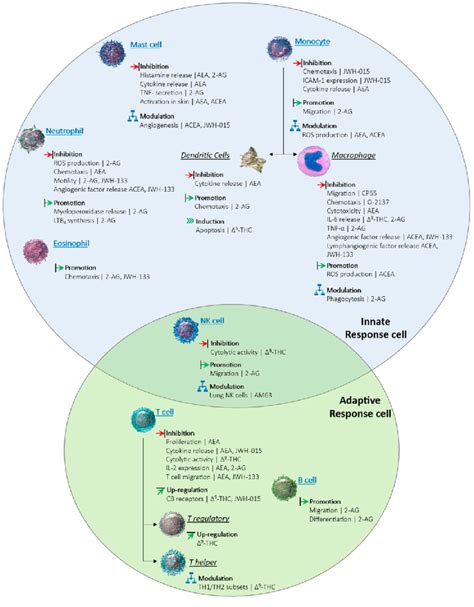 Schematic representation of main effects of the cannabinoid receptors... | Download Scientific ...