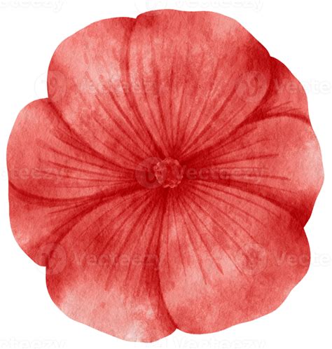 Red flower watercolor painted for Decorative Element 9786960 PNG