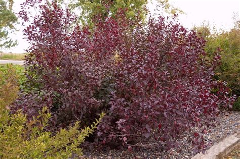 Purpleleaf Sand Cherry - Pahl's Market - Apple Valley, MN