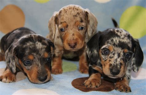 Dachshund Puppies For Sale In Michigan Cheap | Dachshund puppy miniature, Dachshund breed ...