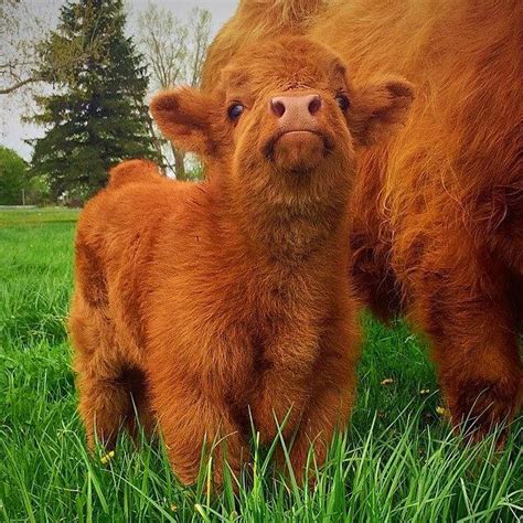 Such a majestic small baby highland cow : r/aww