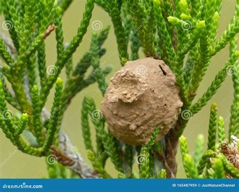 Potter Wasp Nest Stock Photos - Download 51 Royalty Free Photos