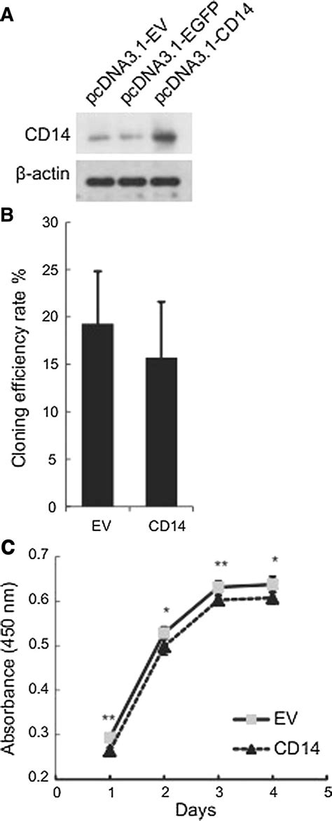 Overexpression of CD-14 minimally affects the clonogenic ability of ...