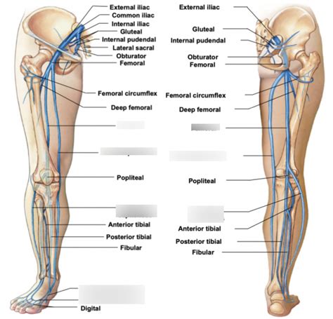 veins of the lower limb Diagram | Quizlet