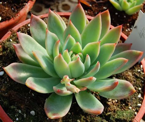 41 Awesome Types of Echeveria (With Pictures) – The Green Experiment Company