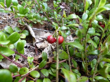 Bearberry: Pictures, Flowers, Leaves & Identification | Arctostaphylos uva ursi