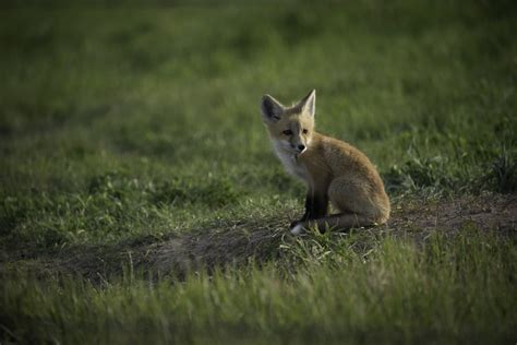 Montana Wildlife Photography