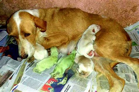 Puppies in Spain Born with Green Fur - Life With Dogs