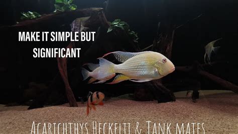 Acarichthys Heckelii & Tank mates 24th Jan 2022 - YouTube