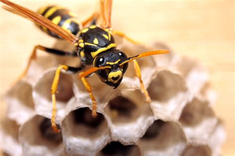 Hornets In Michigan / Does michigan have killer hornets? - Micronica68