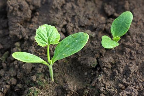 Vegetable Seedling Identification: Pictures and Descriptions | The Old Farmer's Almanac