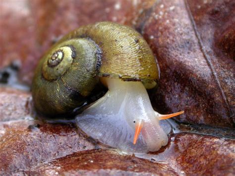 Gastropods (Class Gastropoda) · iNaturalist.ca