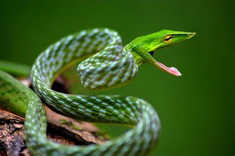 Green Vine Snake Ahaetulla Nasuta Wallpapers - Wallpaper Cave