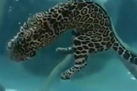 Video of a Jaguar Confidently Swimming in an Aquatic Water Tank ...