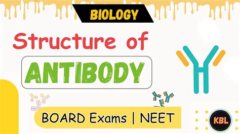 Detailed Structure of Antibody in Hindi. | Paratope & Epitope | Neet | KB learnings - YouTube