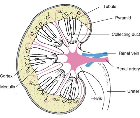 Kidney Diagram Nephron Structure Kidney Function And Physiol