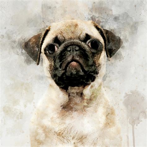 Pug Dog Watercolor Portrait 01 Painting by StockPhotosArt Com | Pixels