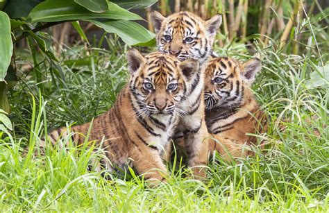 Watch: 3 Sumatran tiger cubs explore jungle habitat in Sydney zoo | The ...