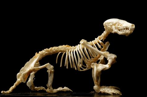 European mole skeleton – Bild kaufen – 11832242 Science Photo Library