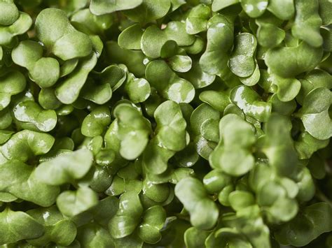 How to Cook With Broccoli Sprouts