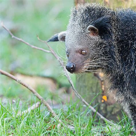 Close Up Of A Binturong Arctictis Binturong Conservation Civet Zoo ...