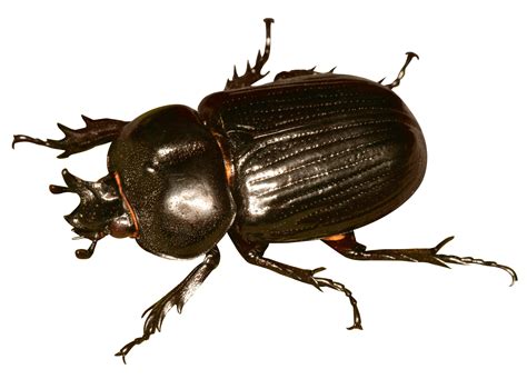 Beetle PNG Transparent Beetle.PNG Images. | PlusPNG