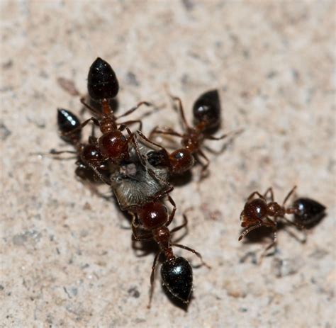 Do You Need An Ants Exterminator in Queens? | Vibrantdir