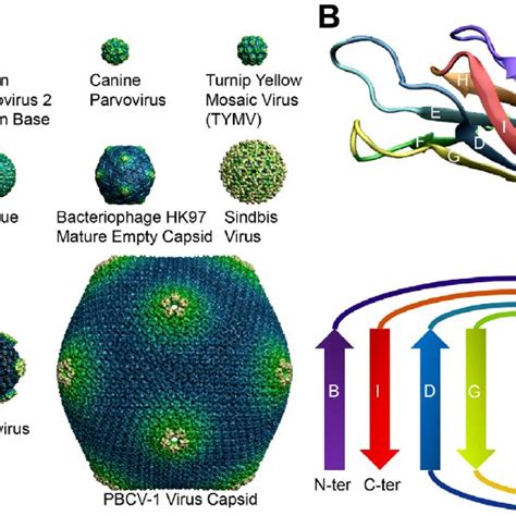 Capsid shells and the folded topology of a typical capsid protein. A)... | Download Scientific ...