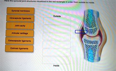 Examine the synovial joint structures visualized in the red rectangle in order from outside to ...