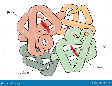 Structure Of Hemoglobin