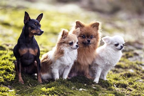 Why Small Dogs Behave Differently Than Large Dogs – American Kennel Club