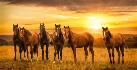 🔥 [20+] Horse Landscape Wallpapers | WallpaperSafari