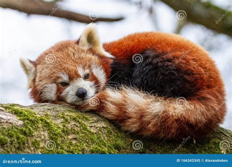 Red panda in the forest stock image. Image of natural - 166343345