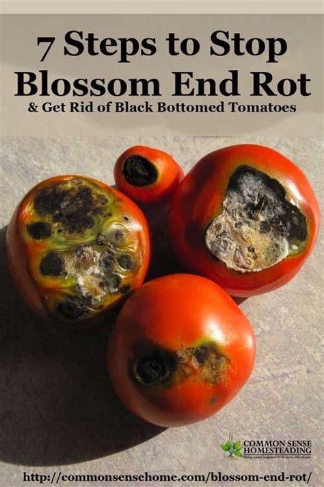 7 Steps to Stop Blossom End Rot & Get Rid of Black Bottomed Tomatoes