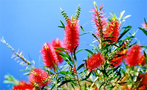 Bottlebrush - Burke's Backyard