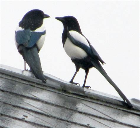 17 Best images about Magpies & Crows on Pinterest | Feathers, The raven and Birds