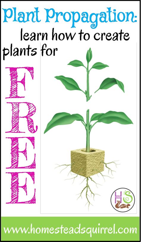 The three easiest and most popular ways of plant propagation are by ...