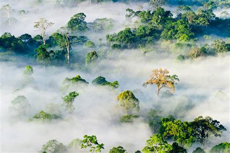 Danum Valley wildlife location in Borneo, Asia | Wildlife Worldwide