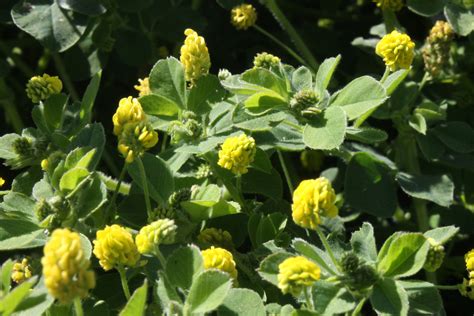 Yellow Flower In Clover Free Stock Photo - Public Domain Pictures