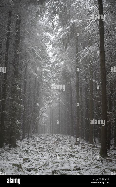 A creepy forest covered with fog Stock Photo - Alamy