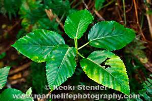 Opuhe, Urera glabra