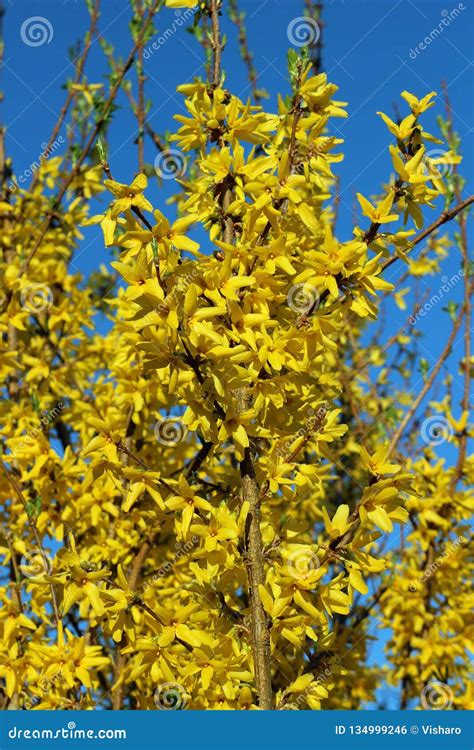 Forsythia Blossom stock photo. Image of season, park - 134999246