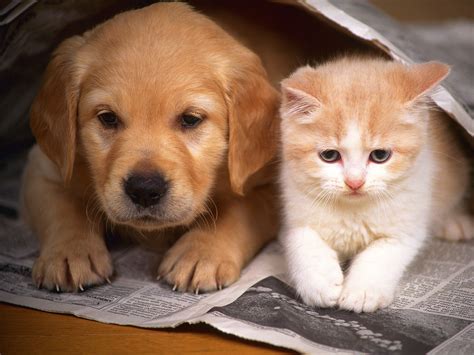 Kitten and puppy friends wallpapers and images - wallpapers, pictures, photos