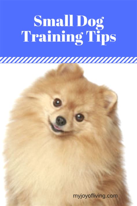 Training Small Dogs: 5 Tips to Remember | Joy of Living