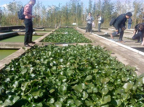 Duckweed Research: Duckweed Wastewater Treatment Plant near Kunming, China