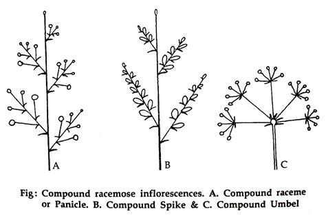 INFLORESCENCE