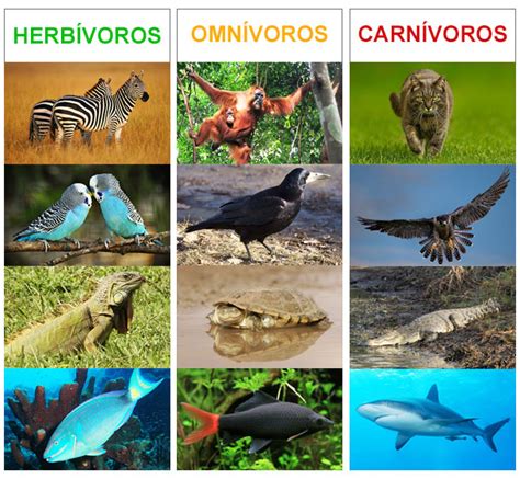 Animales carnívoros, herbívoros y omnívoros | AnimalesOmnivoros.es