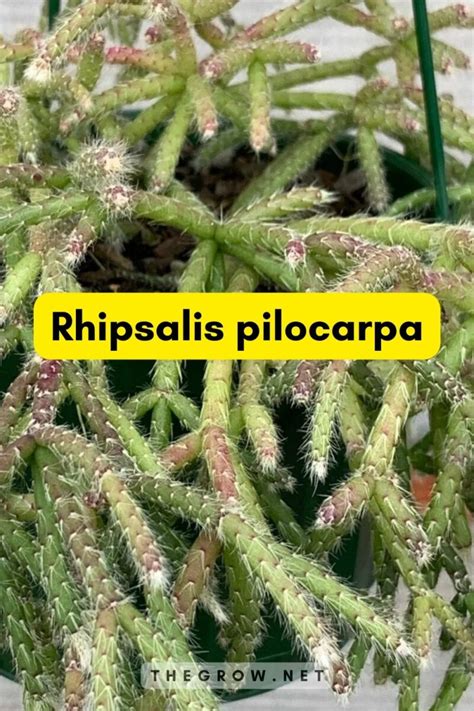 25 Common And Rare Rhipsalis Varieties (With Pictures) | TheGrow