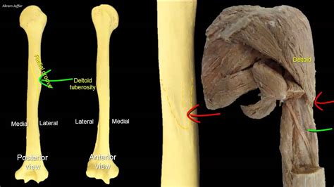 Osteology of the humerus - YouTube